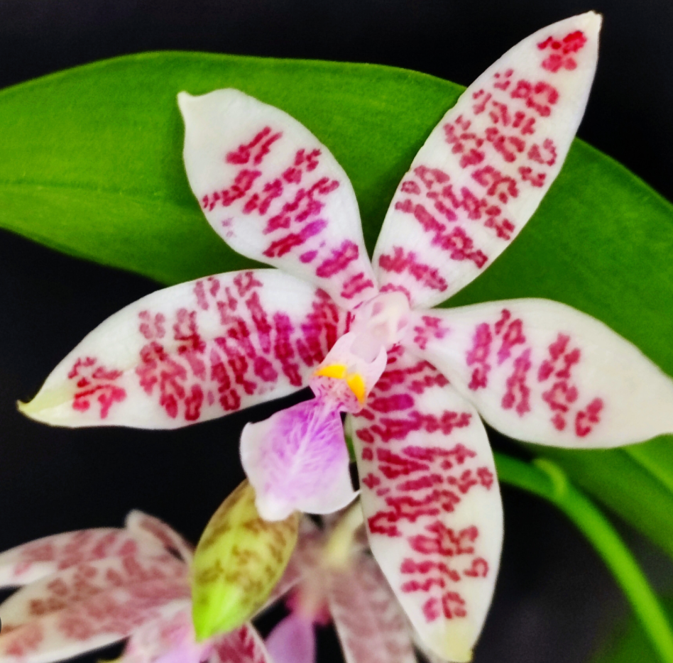 9️⃣6️⃣.Phalaenopsis Hieroglyphica var. flava 'Glory' Fragranced– Pre-order Phalaenopsis Orchid | 9cm Nursery Pot