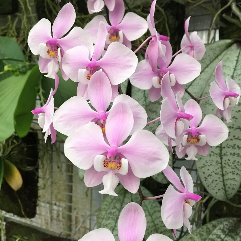 4️⃣4️⃣. Phalaenopsis Schilleriana 'Silver Leaf' – Rare Fragranced Species Orchid | Young Bloom-Size Plant | Pre-Order
