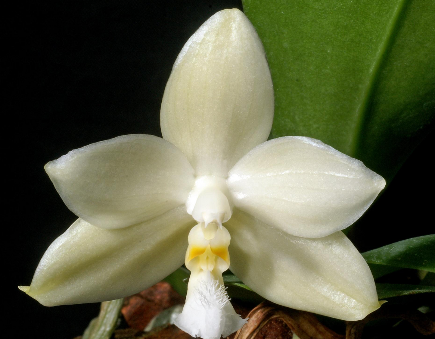106. Phalaenopsis Micholitzii Siblings – Rare Species Orchid | Young Bloom-Size Plant | 8cm Nursery Pot | Pre-Order