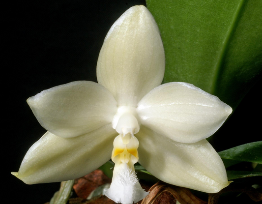 118. Phalaenopsis Micholitzii Siblings – Rare Species Orchid | Young Bloom-Size Plant | 8cm Nursery Pot | Pre-Order