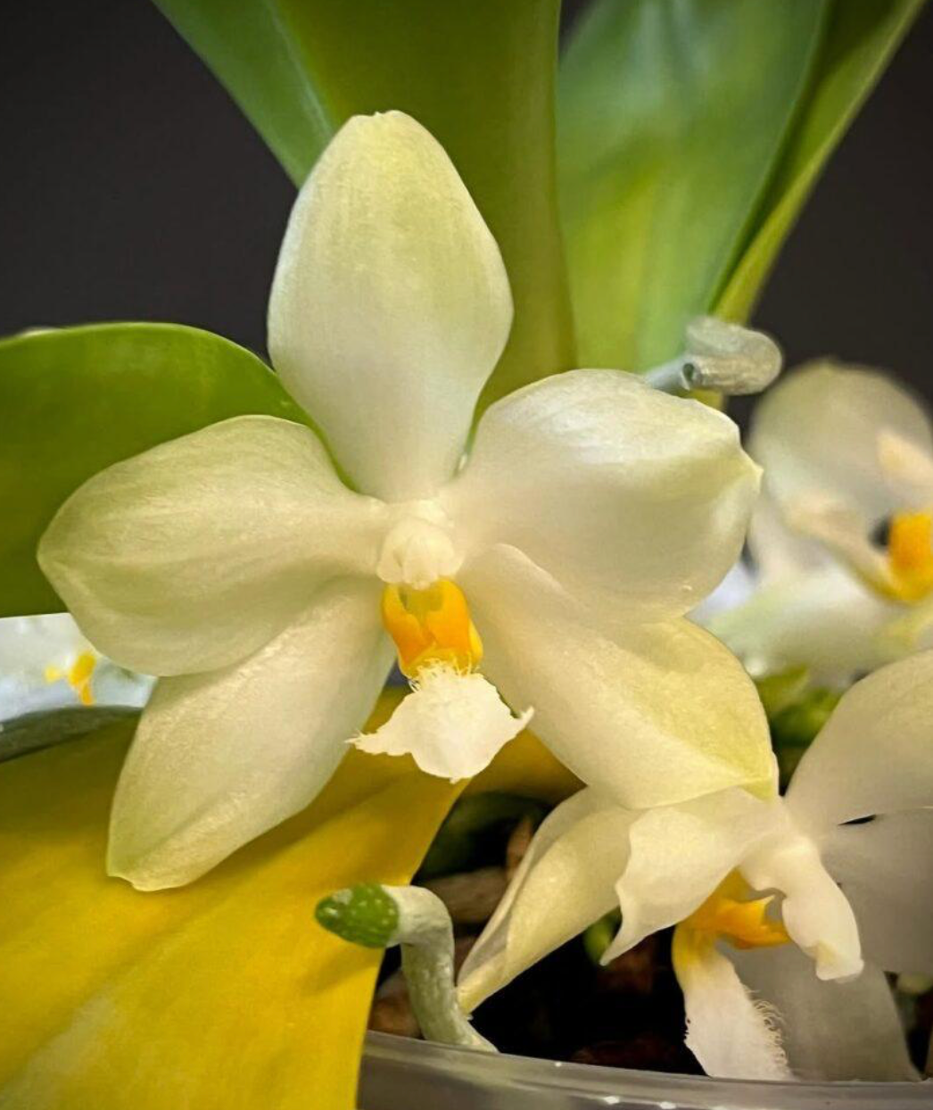 106. Phalaenopsis Micholitzii Siblings – Rare Species Orchid | Young Bloom-Size Plant | 8cm Nursery Pot | Pre-Order