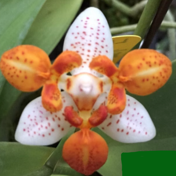 107. Phalaenopsis Mini Mark 'All Peloric' – Rare Young Orchid Plant | Pre-Order