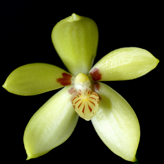 108. Phalaenopsis Cochlearis Sibling – Rare Species Orchid | Young Plant | Pre-Order