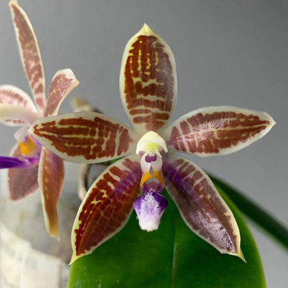 109. Phalaenopsis corningiana 'Blue' Sibling – Rare Botanical Species Orchid | Young Plant | Pre-Order