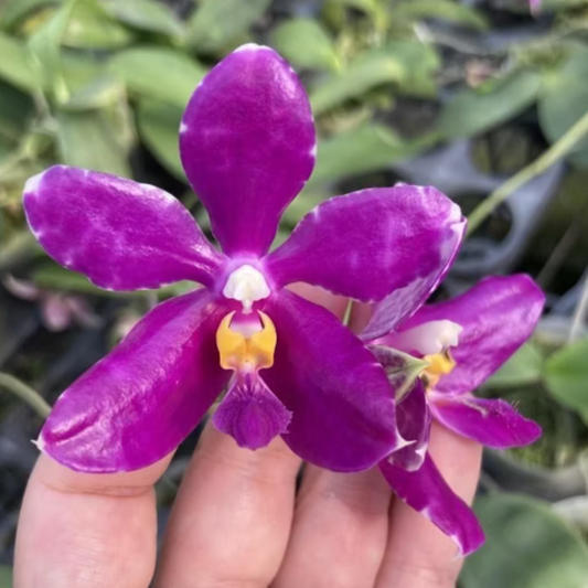 112. Phalaenopsis Pulchra 'Big' – Rare Fragrant Species Orchid | Young Plant | 8cm Nursery Pot | 25cm Tall
