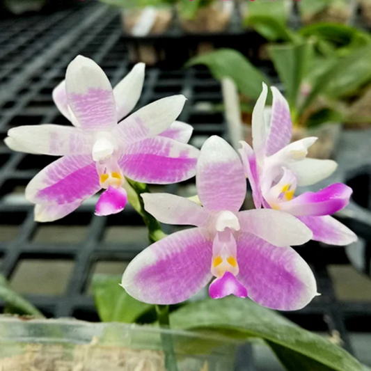 5️⃣2️⃣. Phalaenopsis Modesta Sibling – Rare Species Hybrid | 6cm Nursery Pot | Bloom Size