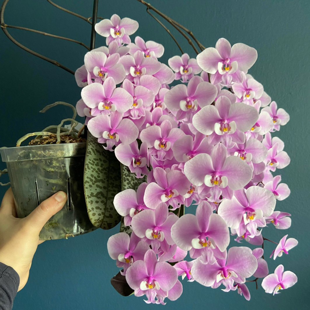 119. Phalaenopsis Schilleriana ‘Tiger Leaf’ – Rare Mottled-Leaf Species Orchid | Bloom-Size Plant | 8cm Nursery Pot