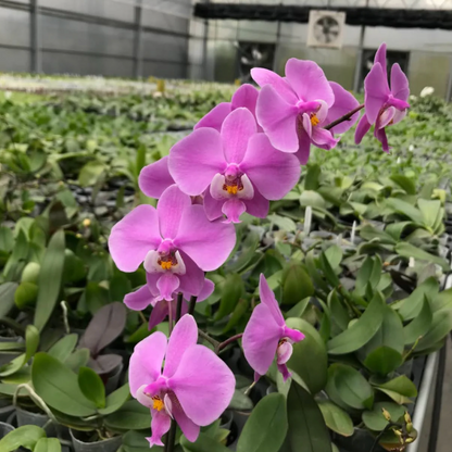 121. Phalaenopsis Schilleriana ZW155 – Rare Fragrant Mottled Leaf Orchid | 8cm Nursery Pot | Bloom Size