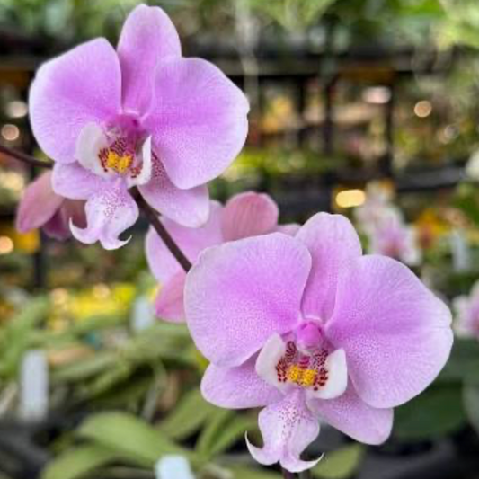 124. Phalaenopsis Maile Jeanne Tanaka – Rare Fragrant Hybrid | 8cm Nursery Pot | Bloom Size