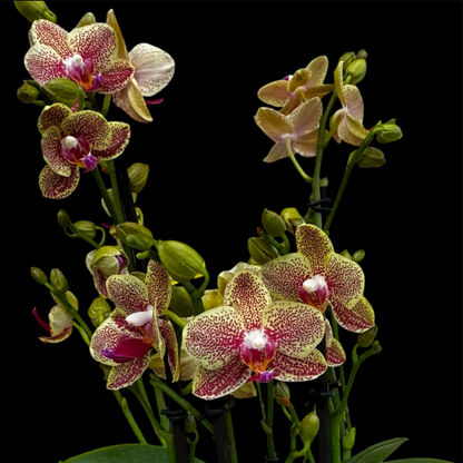 7️⃣6️⃣. Optimost Mix – Famous Orchids 4 Spikes