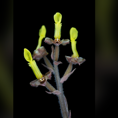 5️⃣1️⃣. Ludisia Anoectochilus Chapaensis – Rare Jewel Orchid – 6cm Nursery Pot – Approx. 10cm Tall