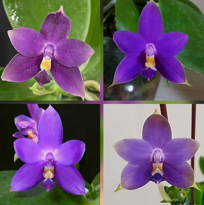 110. KS Samera 'Shooting Star' × Violacea Indigo – Rare Fragrant Phalaenopsis Orchid | Young Plant | 8cm Nursery Pot