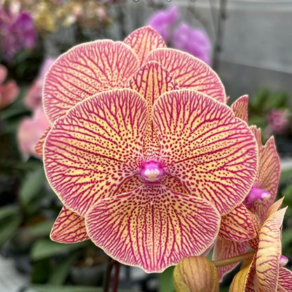 5️⃣3️⃣. Maple Syrup Big Lip NOT IN BLOOM– Phalaenopsis Orchid | 12cm Nursery Pot