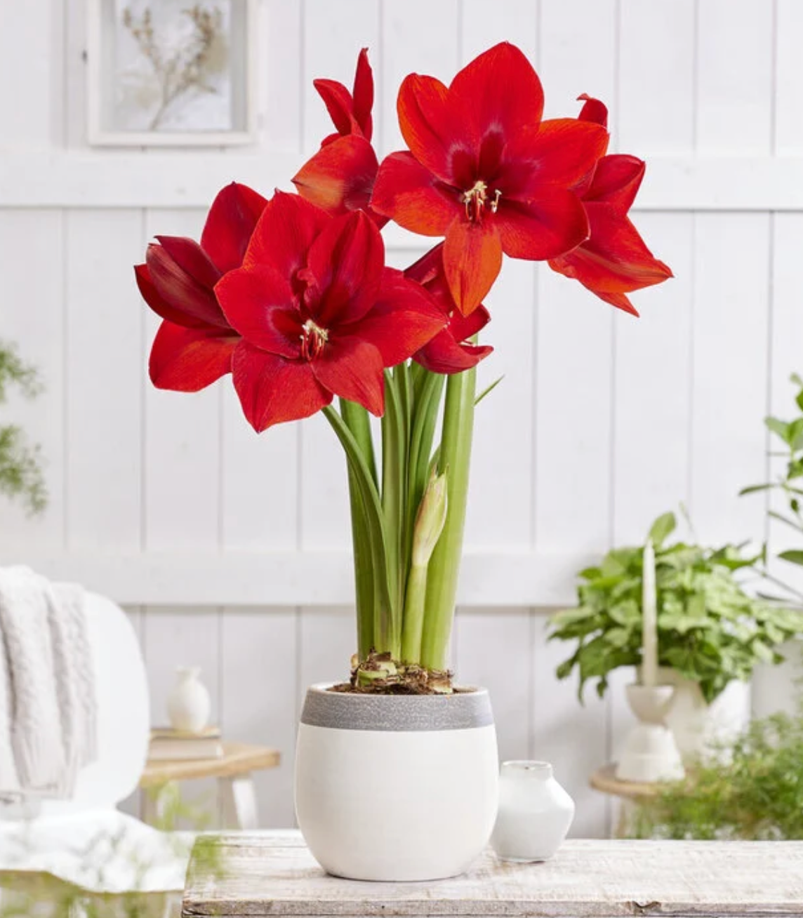 46. Amaryllis Mix – Mixed Colours – 12cm Nursery Pot – 2+ Spikes – Approx. 15cm Tall