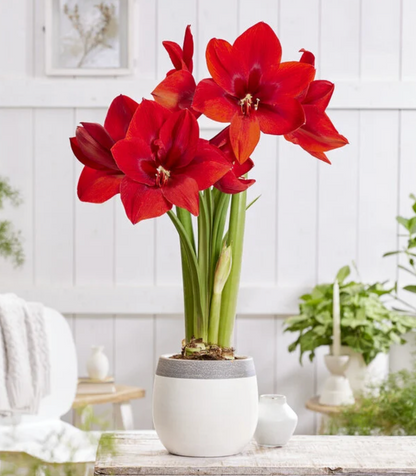 46. Amaryllis Mix – Mixed Colours – 12cm Nursery Pot – 2+ Spikes – Approx. 15cm Tall