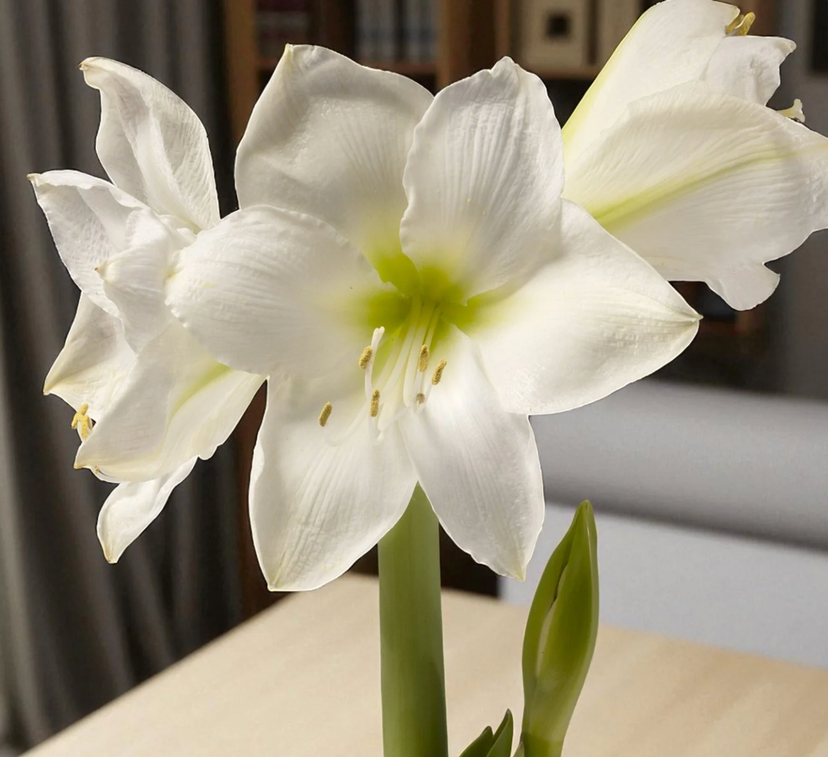46. Amaryllis Mix – Mixed Colours – 12cm Nursery Pot – 2+ Spikes – Approx. 15cm Tall