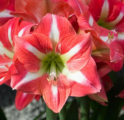 46. Amaryllis Mix – Mixed Colours – 12cm Nursery Pot – 2+ Spikes – Approx. 15cm Tall