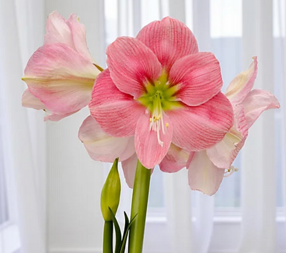 46. Amaryllis Mix – Mixed Colours – 12cm Nursery Pot – 2+ Spikes – Approx. 15cm Tall