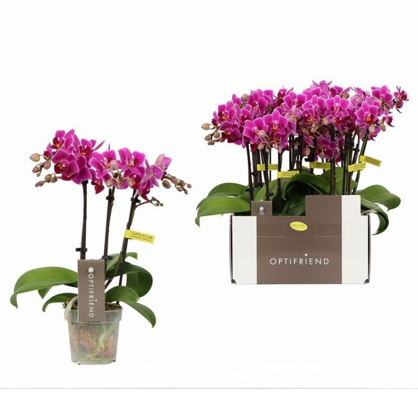 4️⃣6️⃣. ‘Tiny Doll’ Phalaenopsis Orchid – 25cm Tall | 7cm Nursery Pot | 2 Spike Live Flowering Mini Orchid (Mixed Colours)