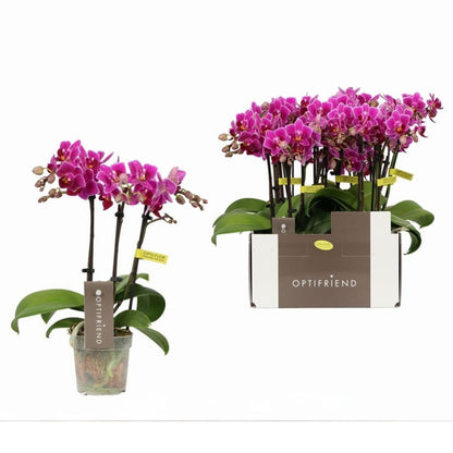 4️⃣6️⃣. ‘Tiny Doll’ Phalaenopsis Orchid – 25cm Tall | 7cm Nursery Pot | 2 Spike Live Flowering Mini Orchid (Mixed Colours)