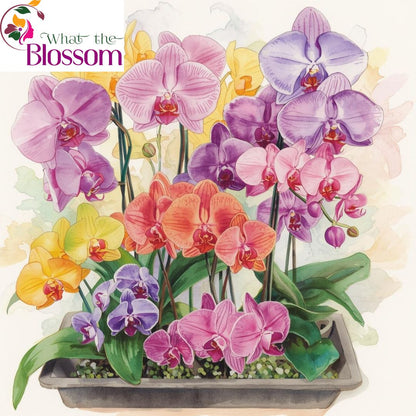 8️⃣. Taiwan Limited & Famous Orchid Mix – 12cm Nursery Pot – Approx. 50-60 cm Tall