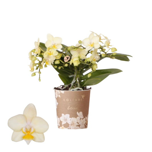 5️⃣. Better Butter – Mini Phalaenopsis Orchid – 9cm Nursery Pot – Approx. 25cm Tall
