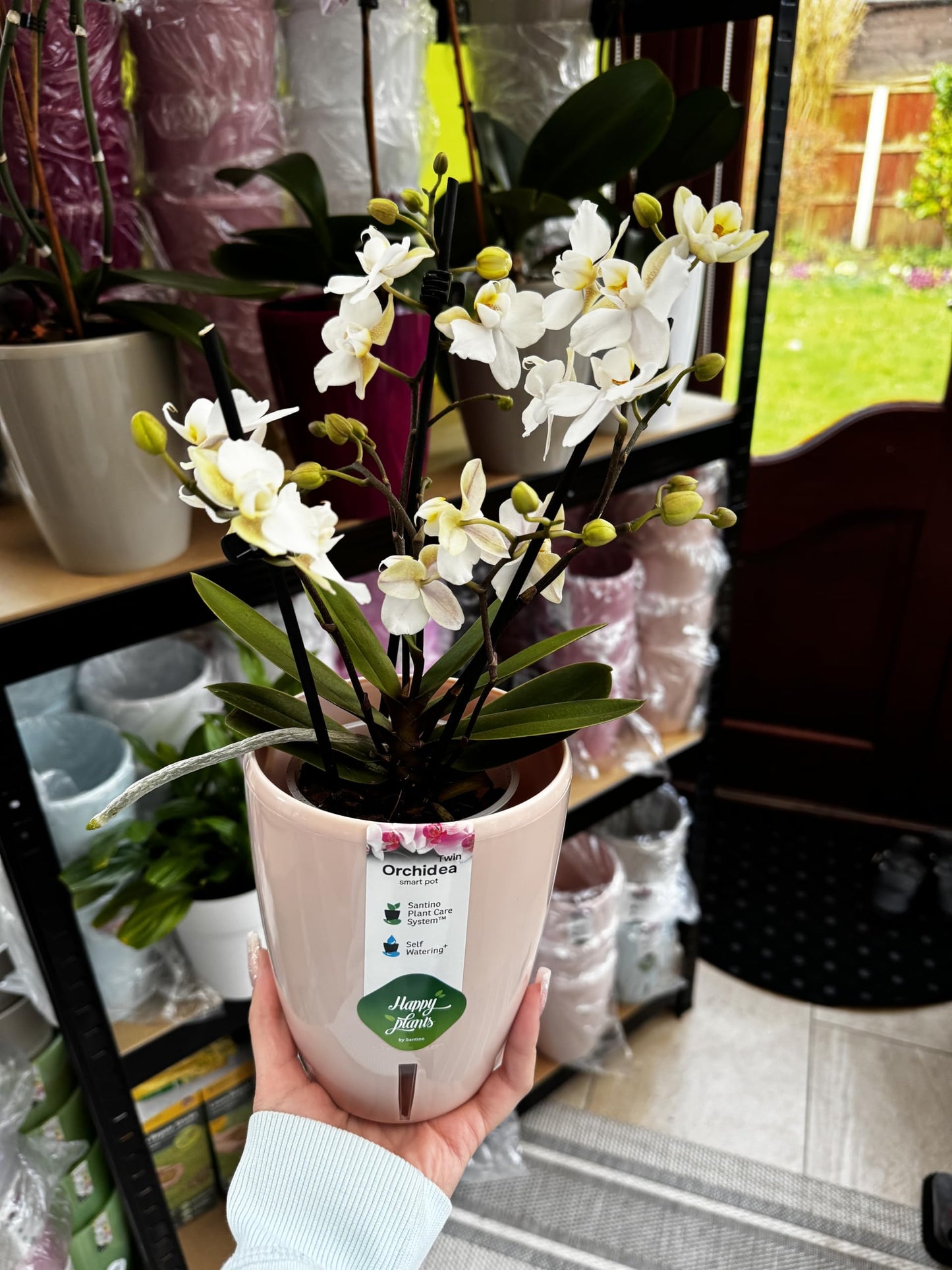 Zurich Premium Mini Live Orchid Plant for Indoors Phalaenopsis 9CM Double Colour Flowers White-Cream