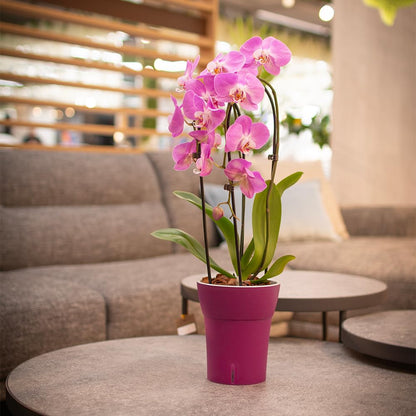 Dali-Dea Self-Watering Plant Pot