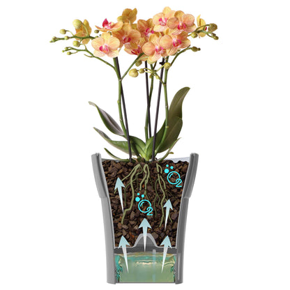Dali-Dea Self-Watering Plant Pot