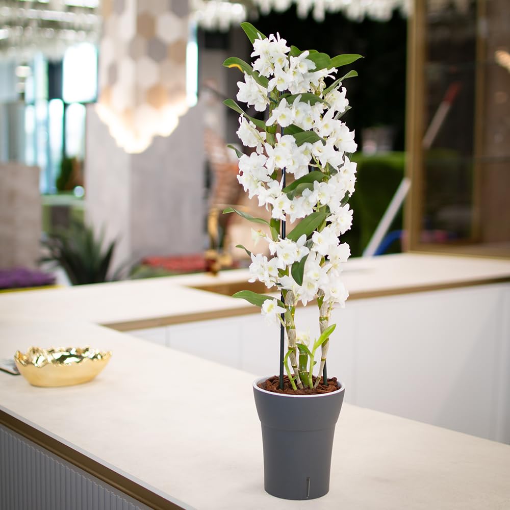 Dali-Dea Self-Watering Plant Pot