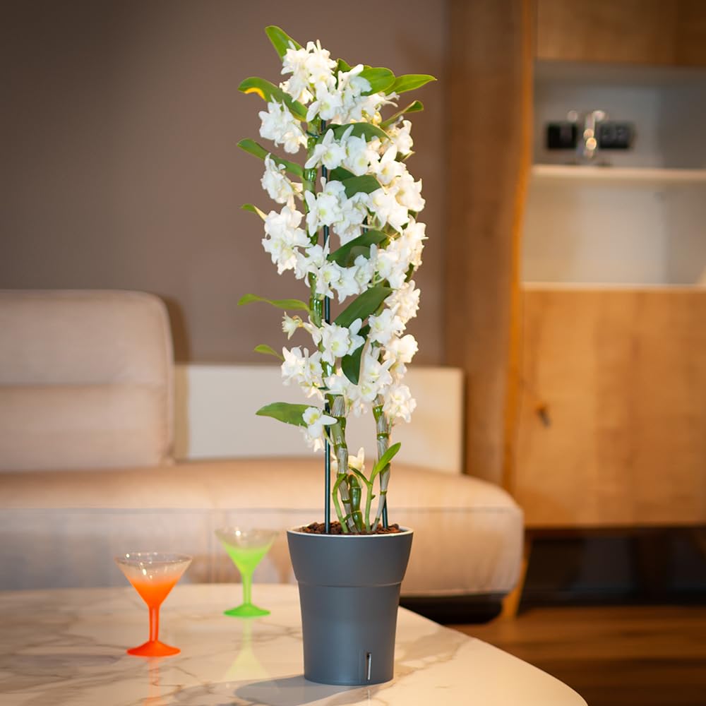 Dali-Dea Self-Watering Plant Pot