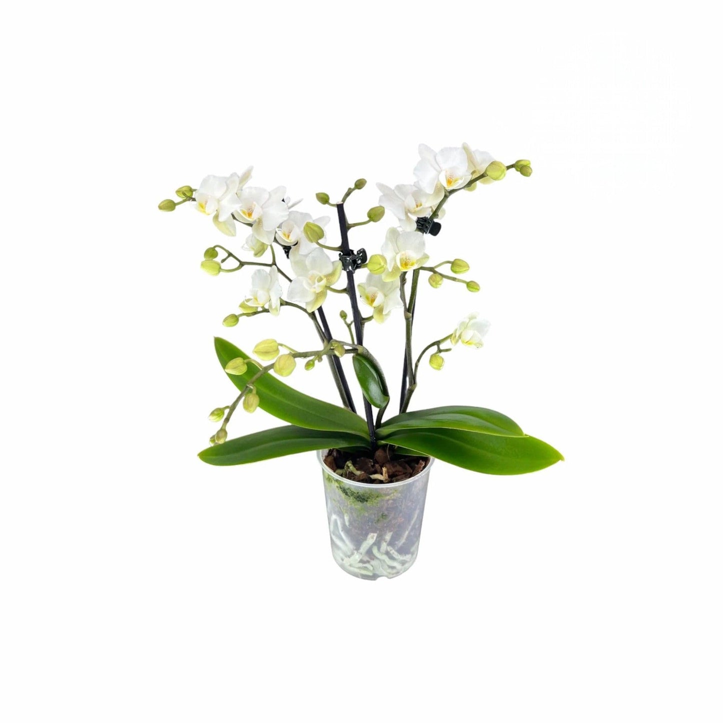 Zurich Premium Mini Live Orchid Plant for Indoors Phalaenopsis 9CM Double Colour Flowers White-Cream