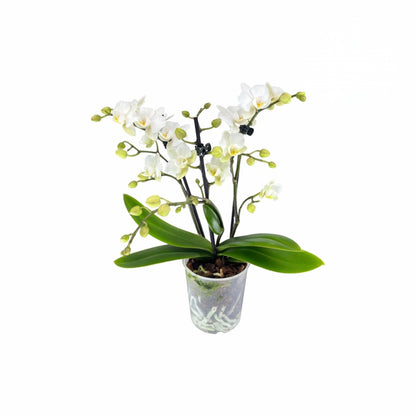Zurich Premium Mini Live Orchid Plant for Indoors Phalaenopsis 9CM Double Colour Flowers White-Cream