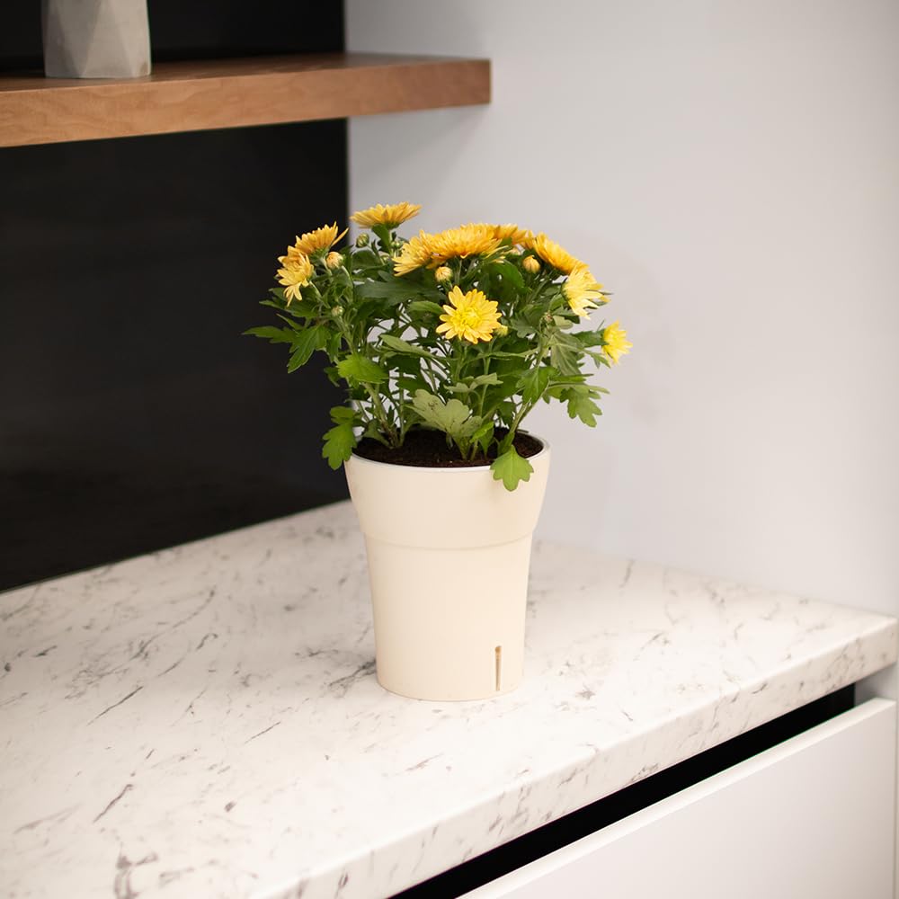 Dali-Dea Self-Watering Plant Pot
