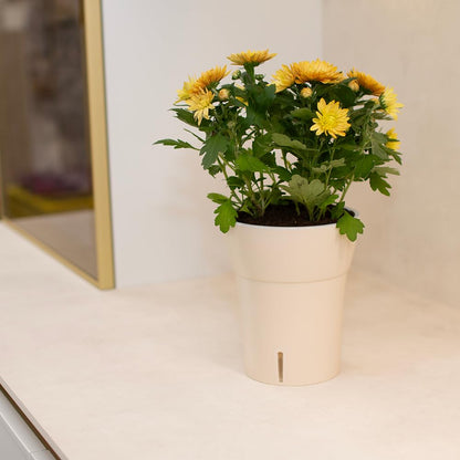 Dali-Dea Self-Watering Plant Pot