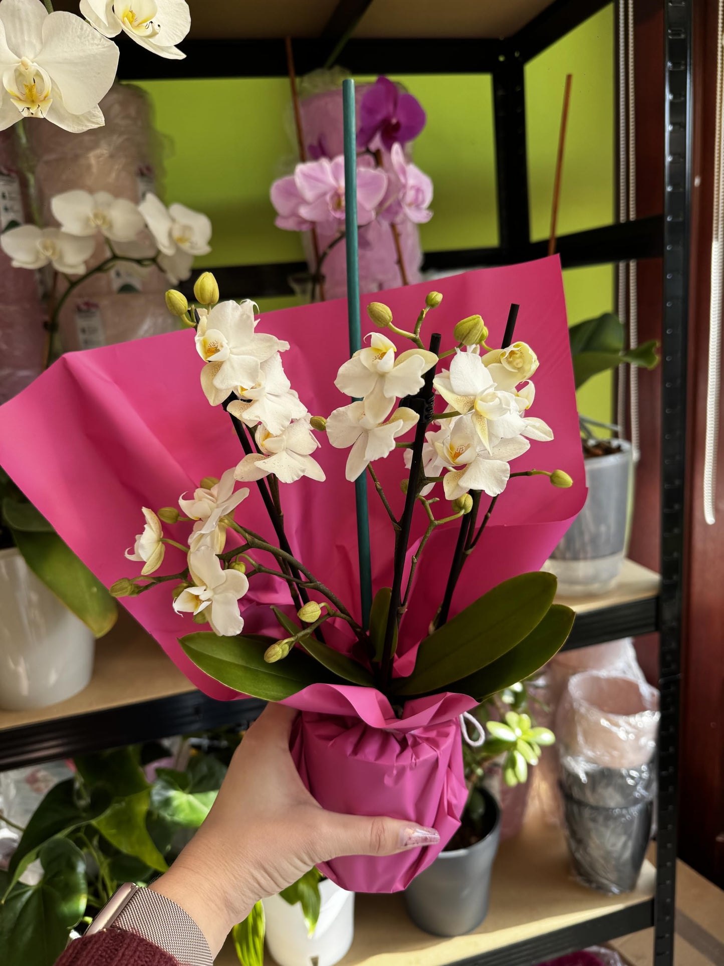 Zurich Premium Mini Live Orchid Plant for Indoors Phalaenopsis 9CM Double Colour Flowers White-Cream