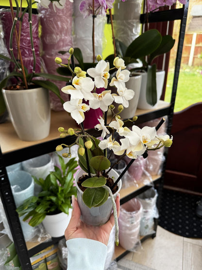 Zurich Premium Mini Live Orchid Plant for Indoors Phalaenopsis 9CM Double Colour Flowers White-Cream