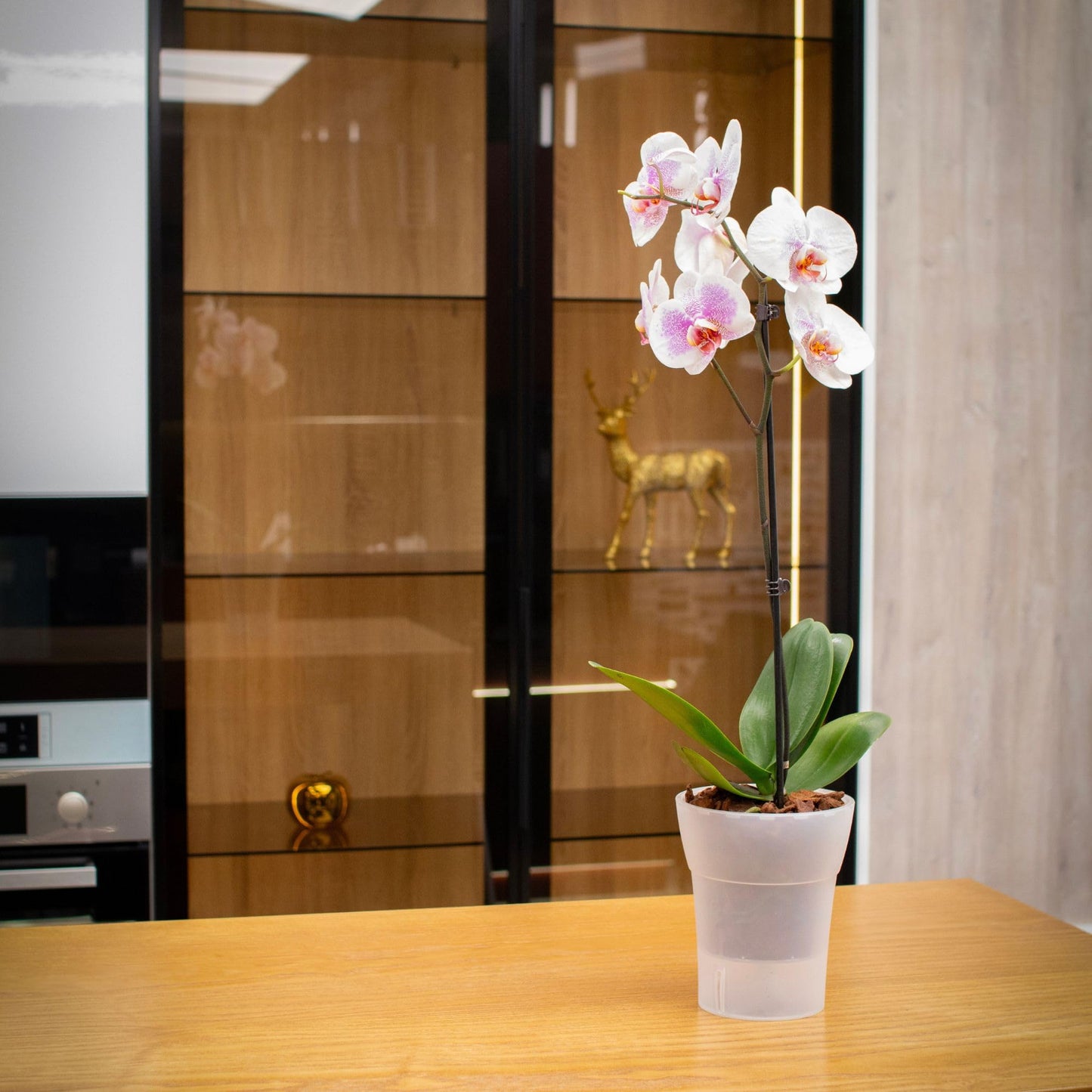 Dali-Dea Self-Watering Plant Pot