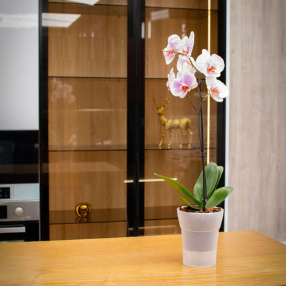 Dali-Dea Self-Watering Plant Pot