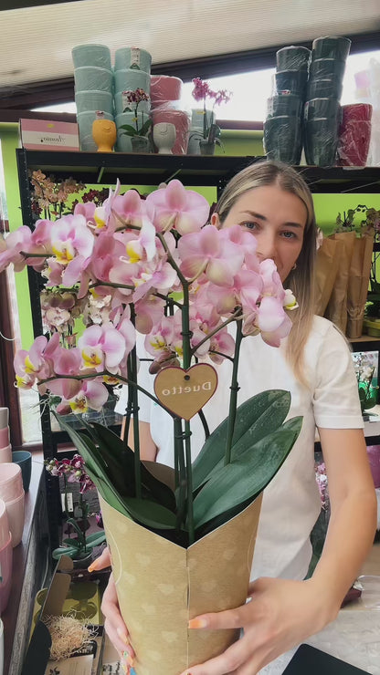 3️⃣6️⃣.Duetto Orchids – Double the Elegance in One Pot | 50cm Tall | 17cm Nursery Pot | Live Flowering Indoor Plant