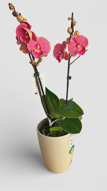 2️⃣1️⃣. Royal Coral Big Lip Orchid – Phalaenopsis | 2 Spikes | Approx. 50cm Tall | 12cm Nursery Pot